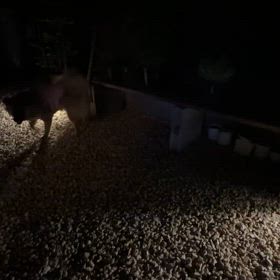 ライトの画像