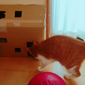 取り合いの画像