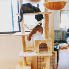 キャットタワーの画像