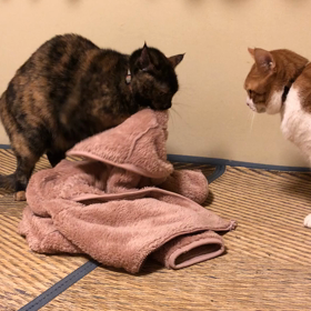 猫様の画像