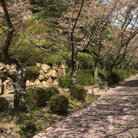 最後の花見の画像