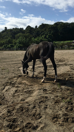 馬のお仕事ご紹介の記事動画