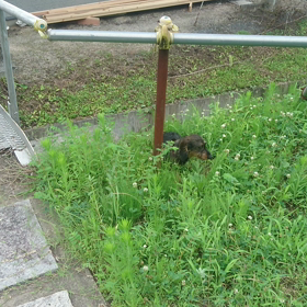 夏草の画像