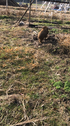 坊ちゃんと食後の運動（＾ω＾）の記事動画