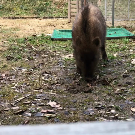 イノシシのボウちゃん(^ ^) 気持ちよくてゴロンの記事動画