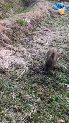 坊ちゃんと食後の運動（＾ω＾）の記事動画