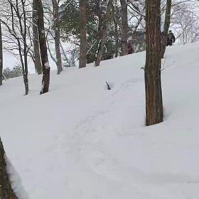 りんごパウダーの画像