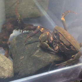今日はカニ動画の画像
