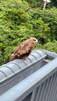 千葉館山1泊旅行〜ホテル洲の崎 風の抄 その１〜の記事動画