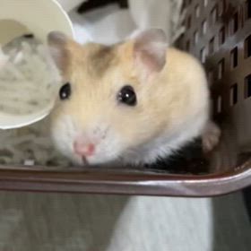 前言撤回の画像