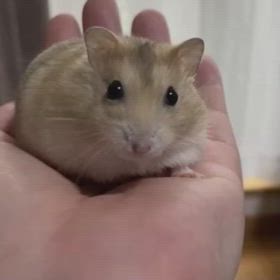 みんな違ってすごく良い。①の画像