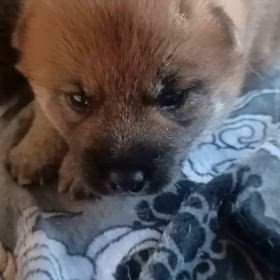 奈紗の子開眼の画像