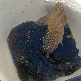生きてる魚の画像