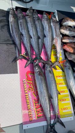 2024/05/26 サワライトジギングBSGの記事動画