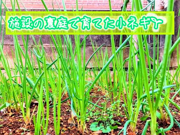 おやつレクの記事動画