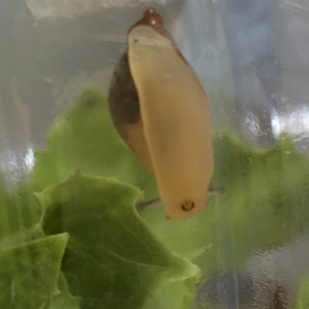 カタツムリの内側の画像