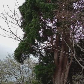 風の画像
