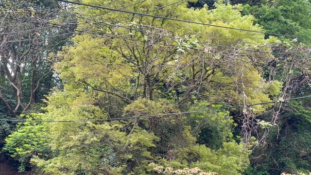 神奈川ご当地ラーメン・お久しぶりのニュータンタンメン♪の記事動画