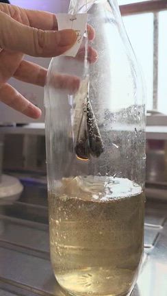 気疲れするほど？何気に手間とこだわりが詰まっているシソジュース♪の記事動画