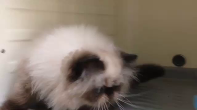 ヒマラヤン シールポイント 男の子の記事動画