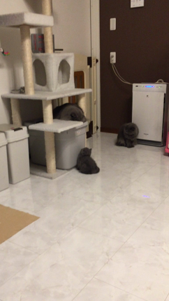 ブルーのエキゾの記事動画