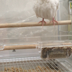 ひよりちゃん、雛の時の鳴き声。の画像
