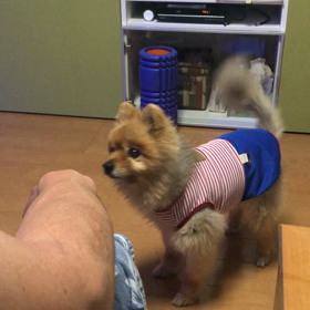 犬の目薬の画像
