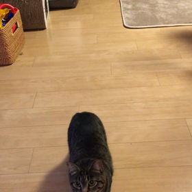 猫の画像