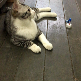 看板猫の画像