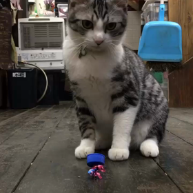 ぎんちゃん。の画像