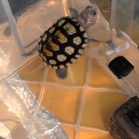 初のオルナータ飼育開始の画像