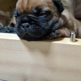 フレンチブルドックパピーの成長記録の画像