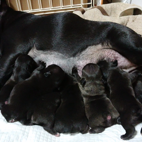 出産から5日、フレンチの可愛いむつ子の画像