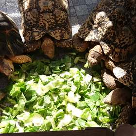 今日の食事会の画像