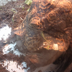 床材を堀堀の画像