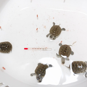 カロリナダイヤモンドバックテラピンの画像