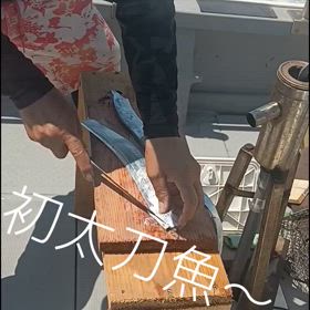 初太刀魚〜の画像
