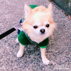 気温１度でもへっちゃら散歩っぽデスゅ〜！の画像