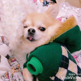 まだまだ眠いテリーナデスゅ〜（´-`）.｡oOの画像