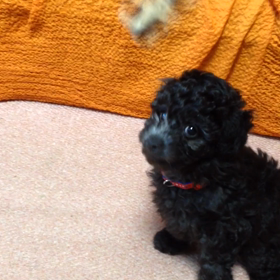 お部屋あそびの画像