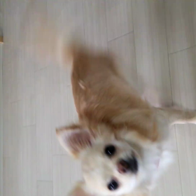 てんちゃんの得意技の画像
