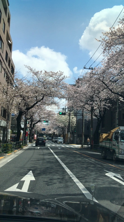 ブラックパリサ銀座＊桜満開♡♡の記事動画