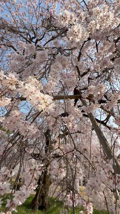 京都桜開花情報　キッチンはせがわ　鴨川　京都御所　銀座のママの開運旅　京都・神戸の記事動画