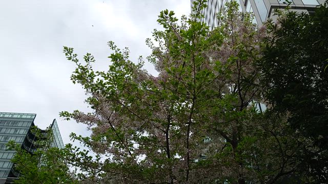 あーーーーごめんなさい……の記事動画