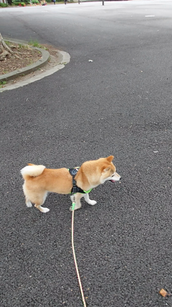 六本木クラスの記事動画