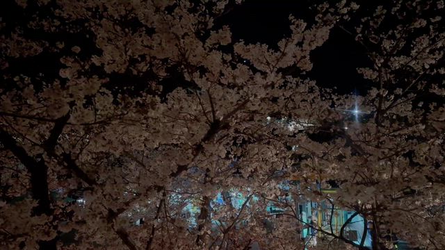 桜の海に沈んでいく…の記事動画