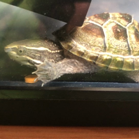 食え。の画像