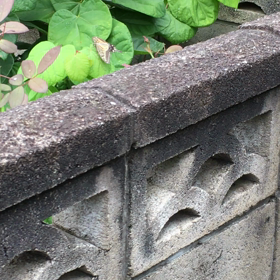 蝶々の画像
