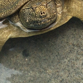 なぜか亀太郎の画像