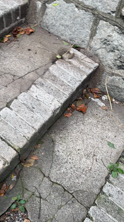 お犬さまの記事動画